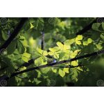 green-forest