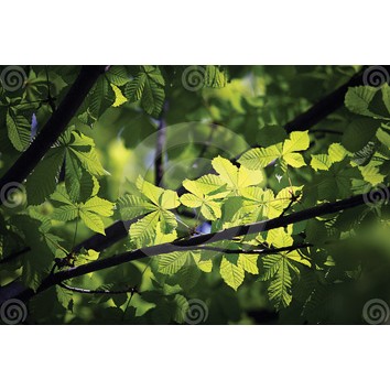 green-forest